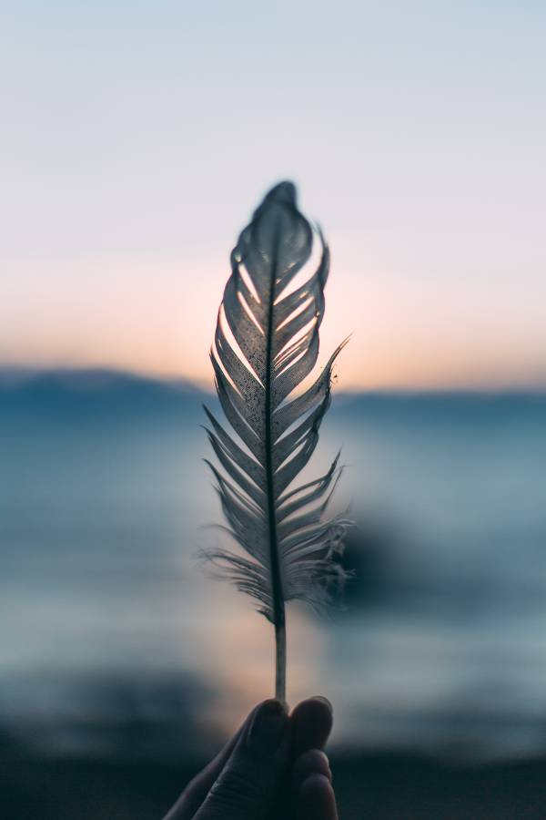 pluma